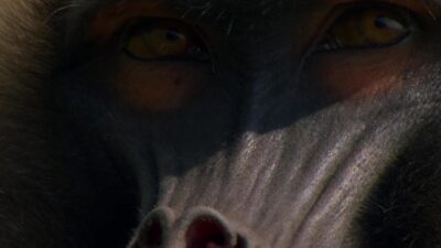 Teaser for Africa